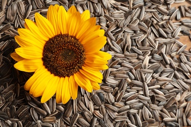Photo of Beautiful flower and raw sunflower seeds as background, top view