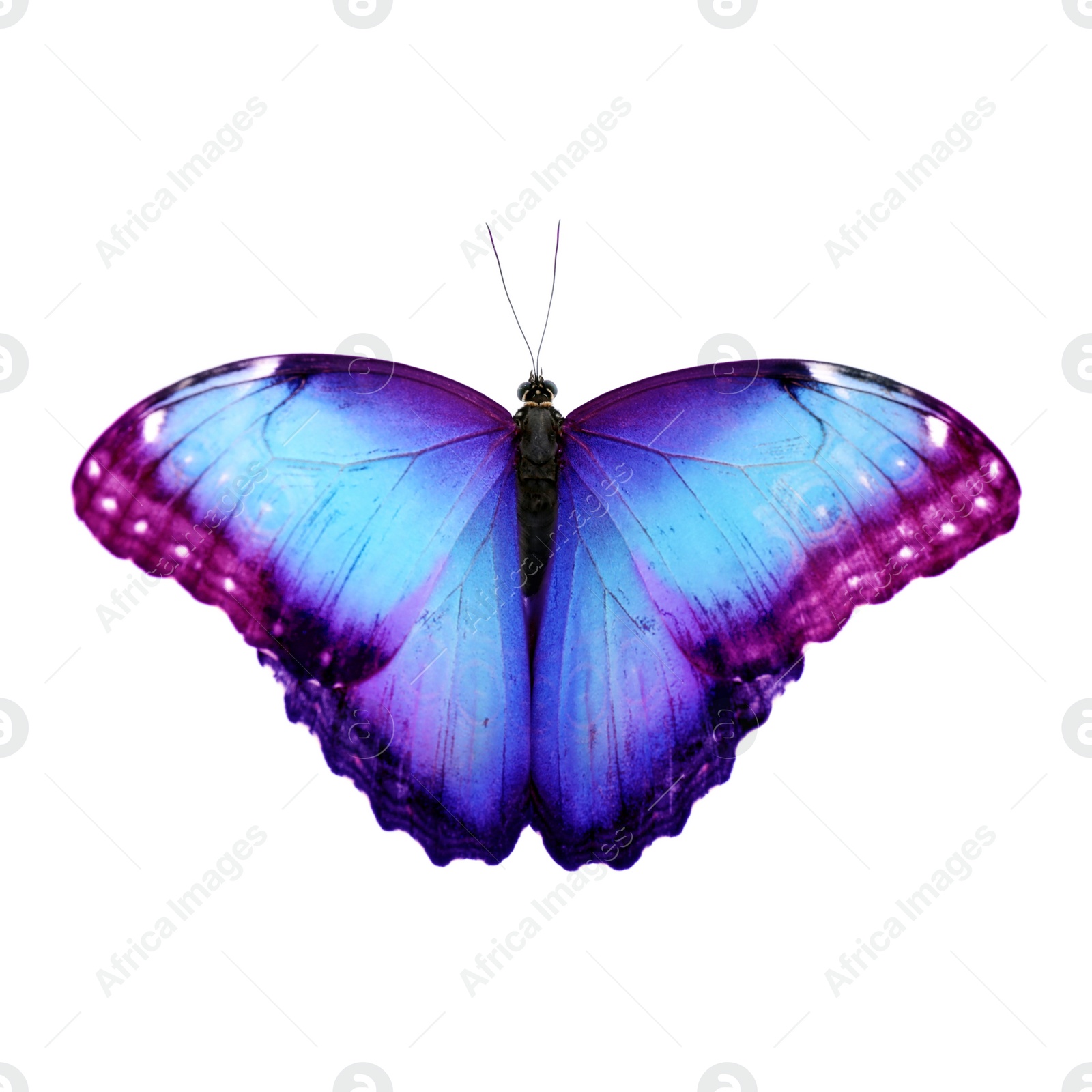 Image of Amazing bright color butterfly isolated on white