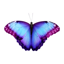 Image of Amazing bright color butterfly isolated on white