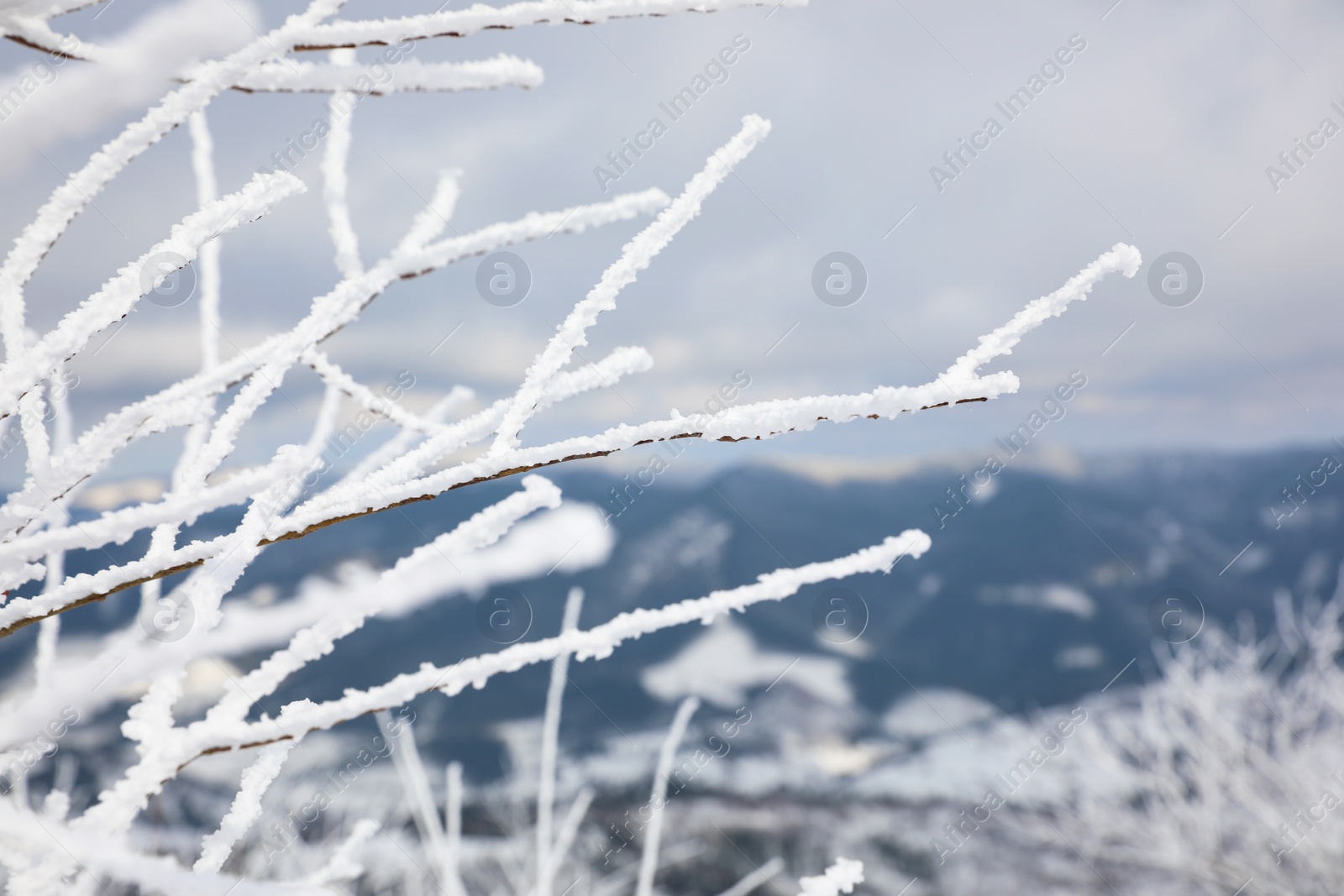 Photo of Closeup view of bush covered with hoarfrost on winter morning