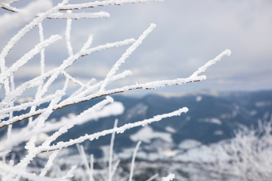 Photo of Closeup view of bush covered with hoarfrost on winter morning