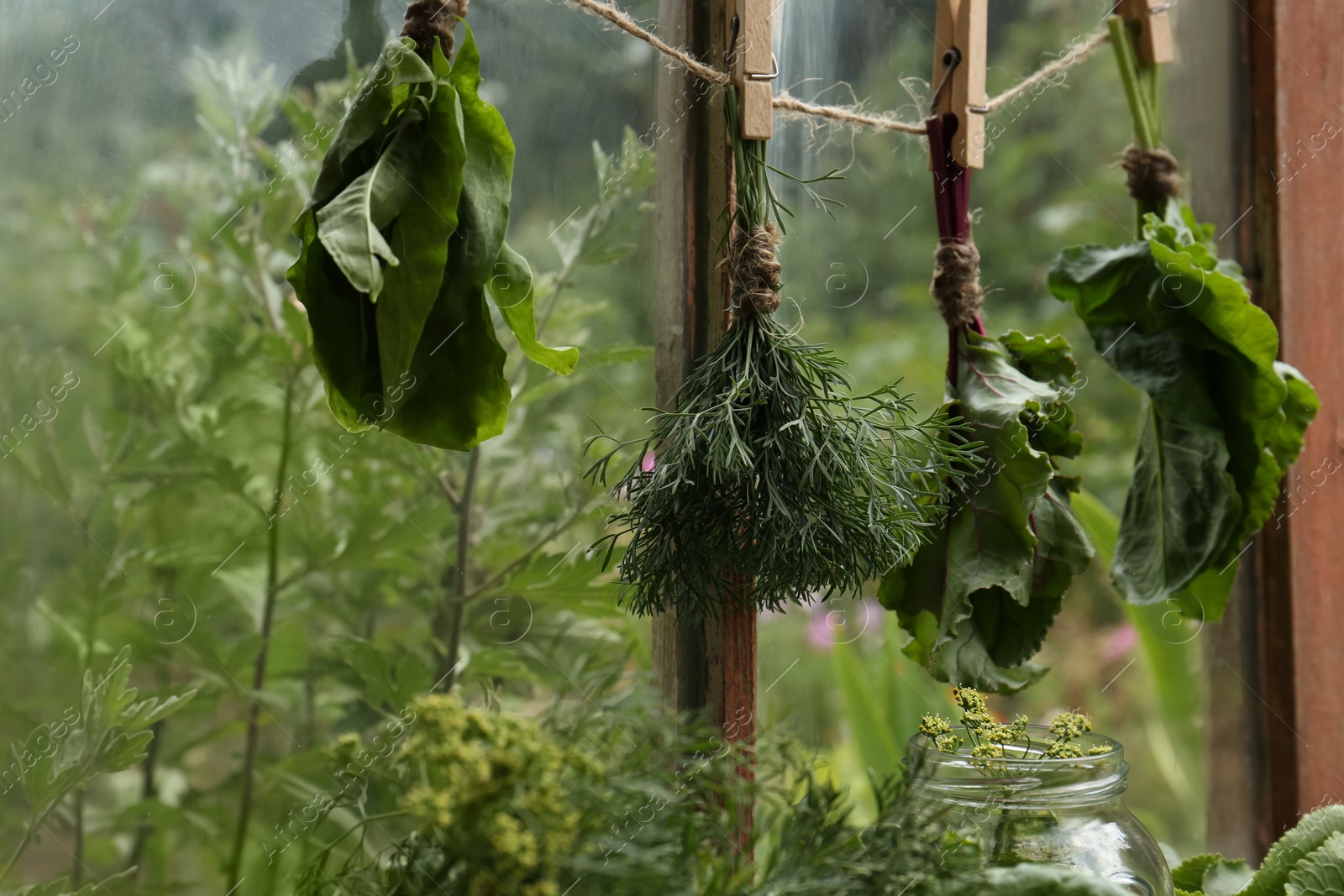 Photo of Bunches of fresh green herbs hanging on twine near window indoors