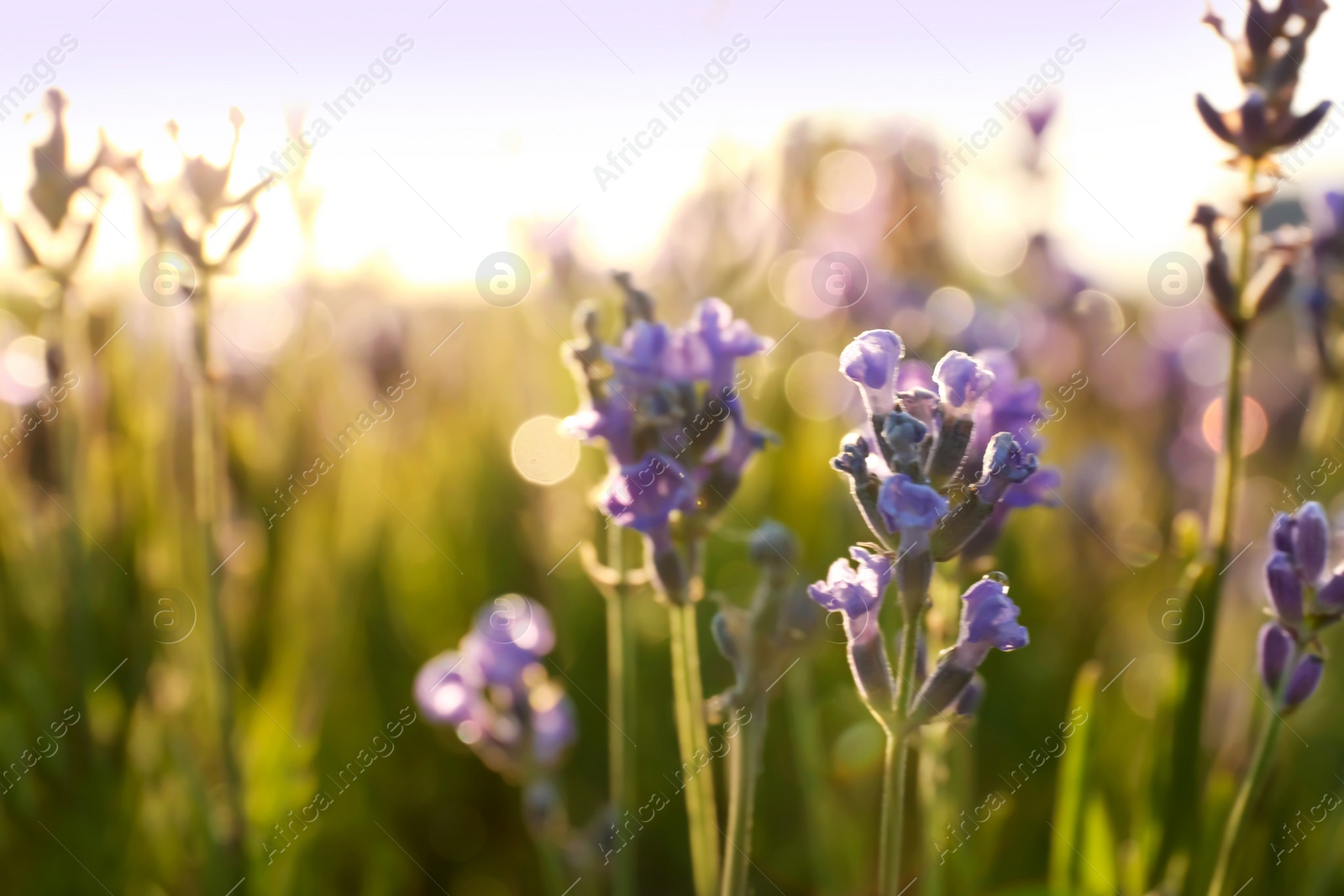 Photo of Beautiful lavender flowers in field on sunny day