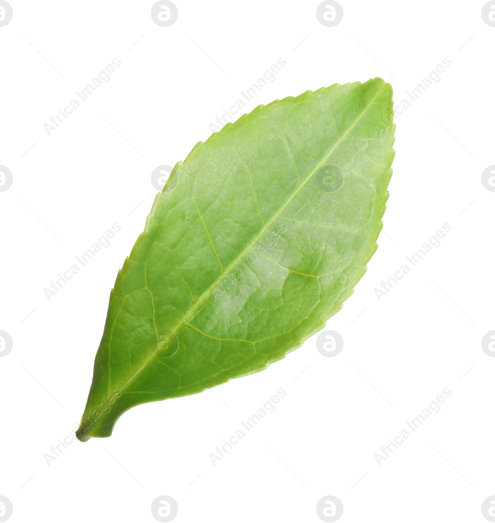 Photo of Green leaf of tea plant isolated on white