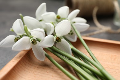 Beautiful snowdrops on wooden plate, closeup. Spring flowers
