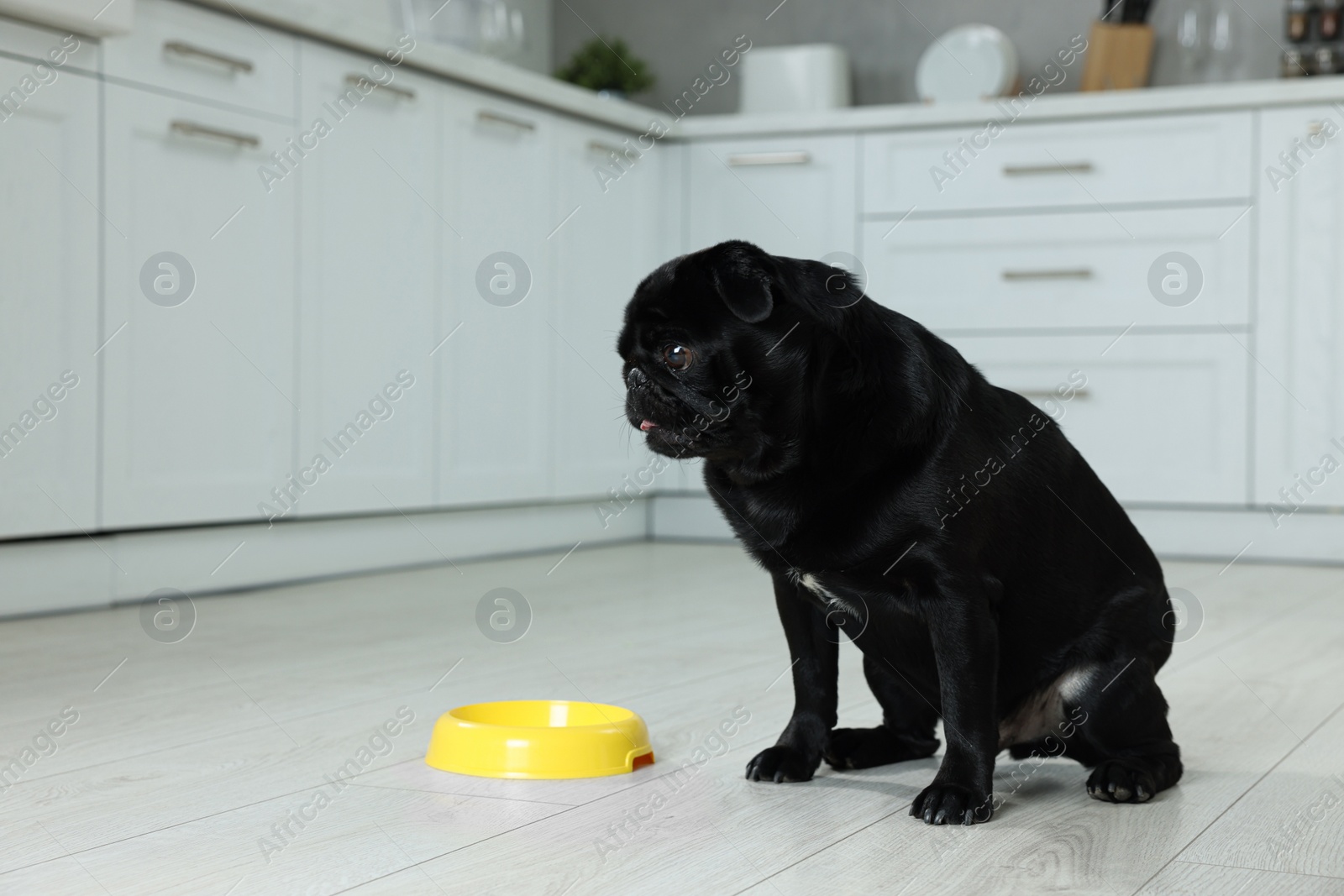 Photo of Cute Pug dog eating from plastic bowl in kitchen, space for text