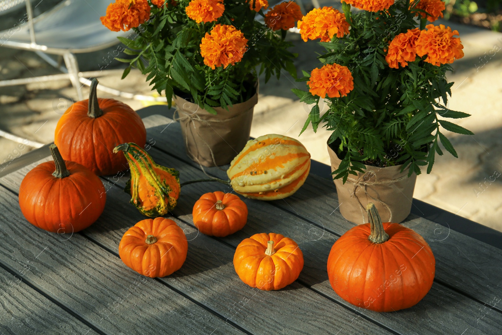 Photo of Many whole ripe pumpkins and potted marigold flowers on wooden table outdoors