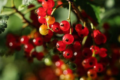 Photo of Closeup view of red currant bush with ripening berries outdoors on sunny day