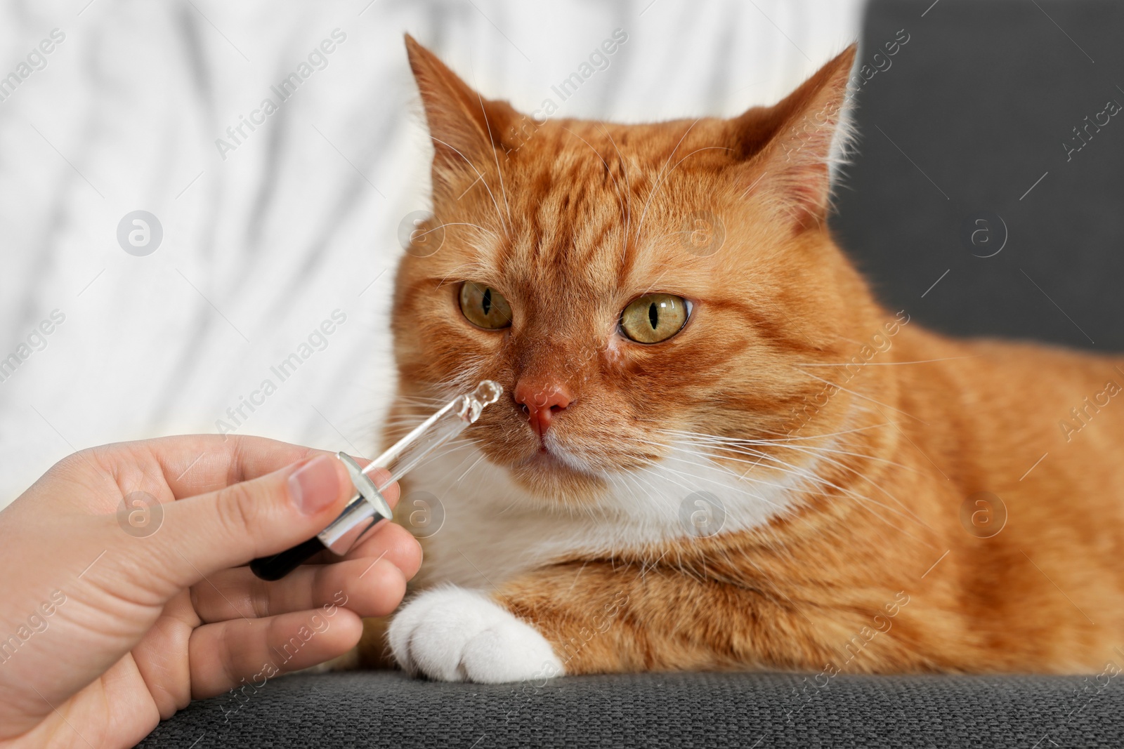 Photo of Woman giving vitamin tincture to cute cat indoors, closeup