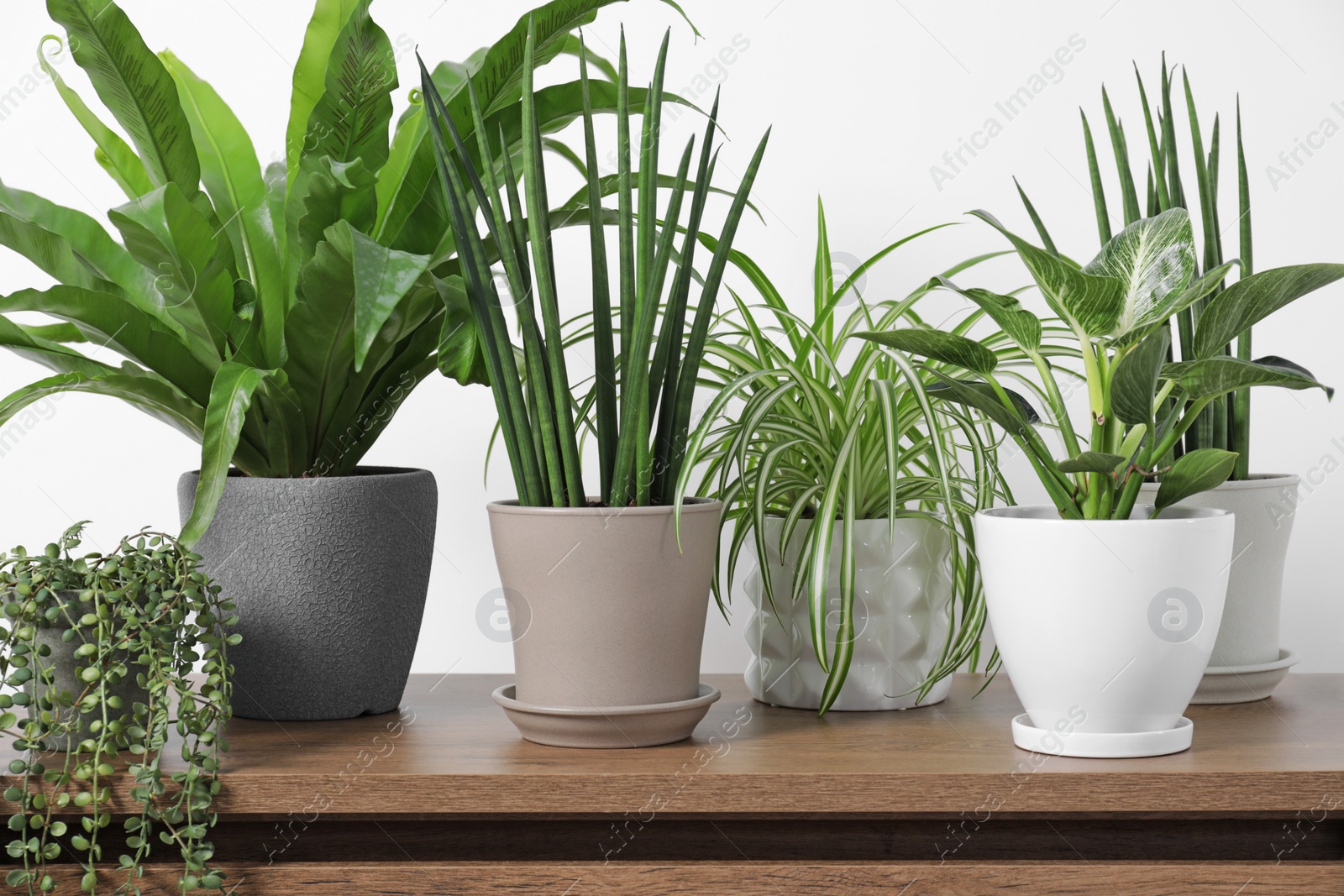 Photo of Green houseplants in pots on wooden chest of drawers near white wall