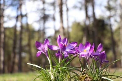 Fresh purple crocus flowers growing in spring forest 