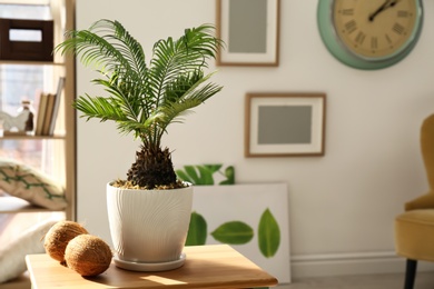 Tropical plant with green leaves and ripe coconuts on table in room