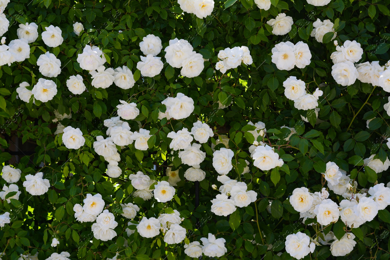 Photo of Beautiful blooming rose bush with white flowers outdoors