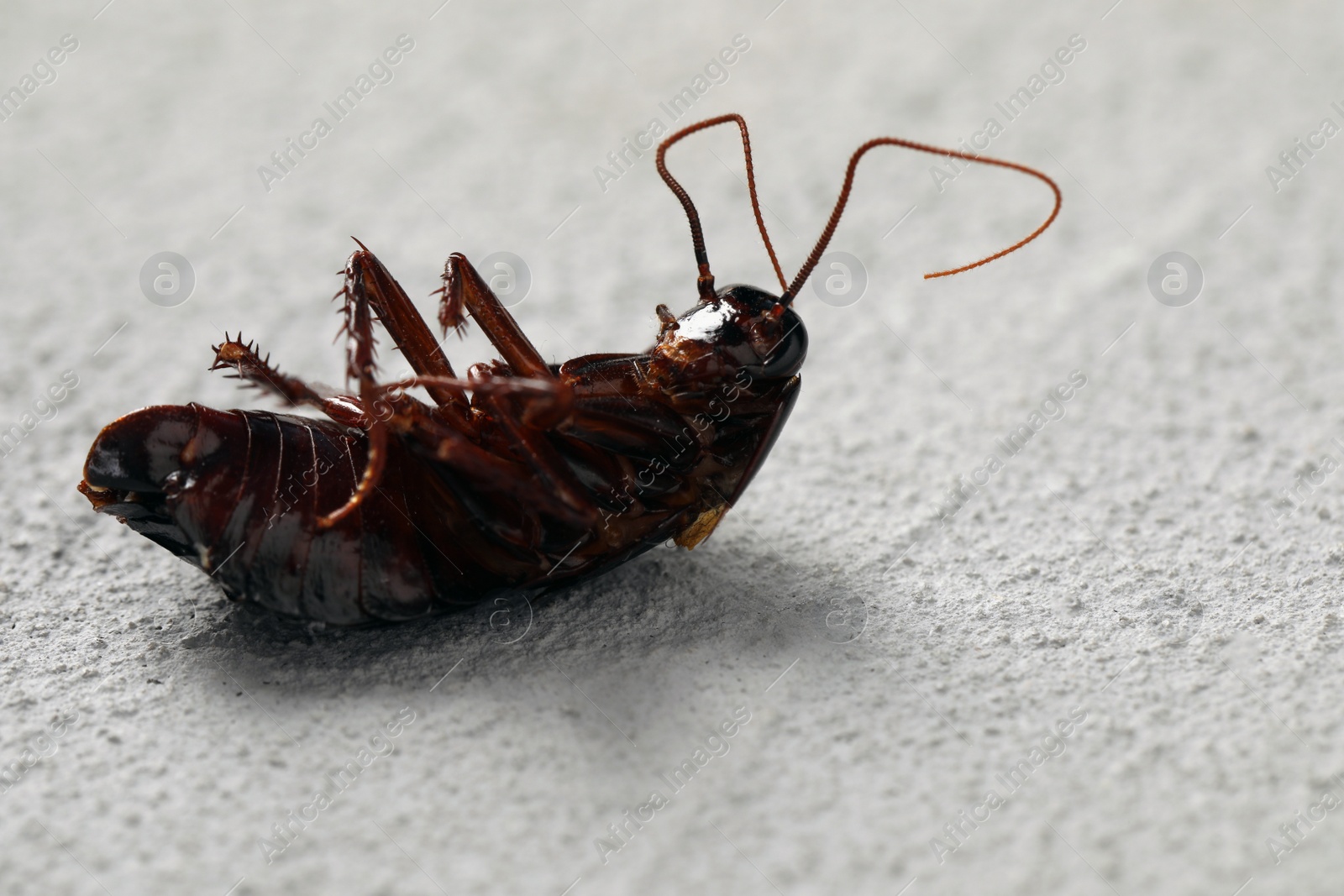 Photo of Dead brown cockroach on light grey stone background, closeup. Pest control