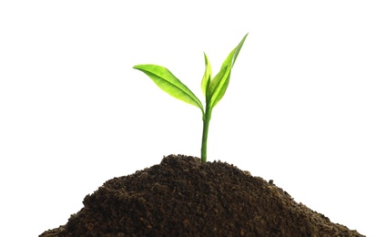 Photo of Young seedling in fertile soil on white background