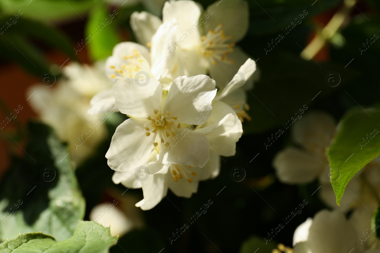 Photo of Branch of jasmine plant with beautiful white flowers, closeup