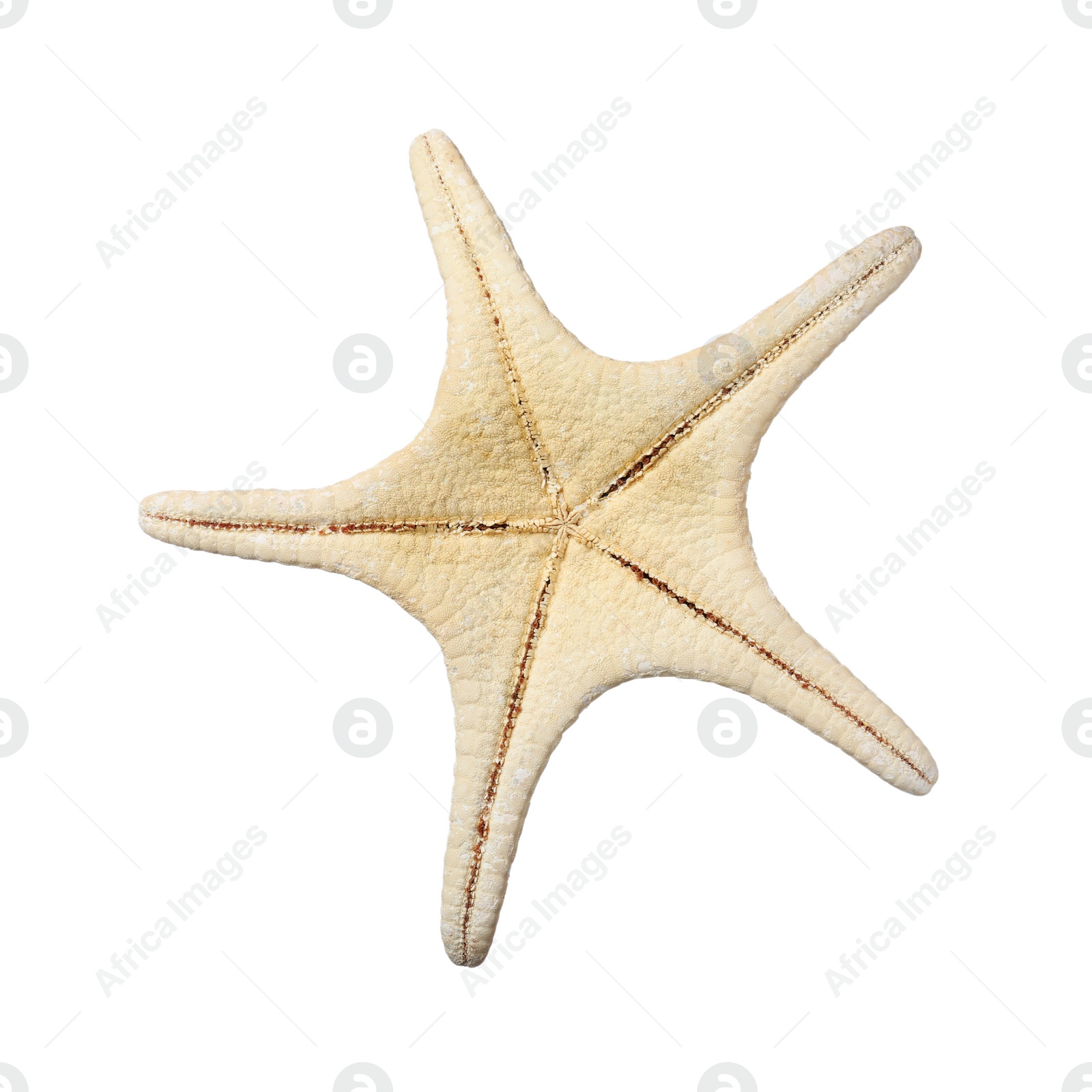 Photo of Beautiful sea star isolated on white. Beach object