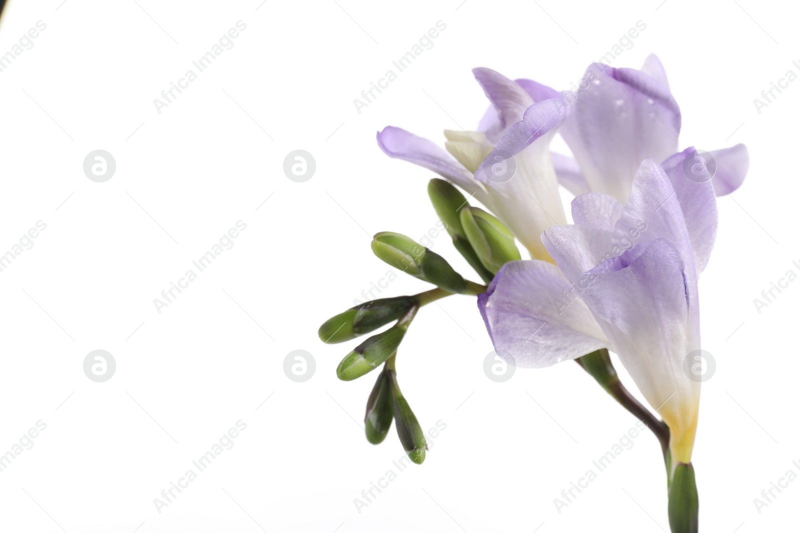 Photo of Beautiful violet freesia flower on white background