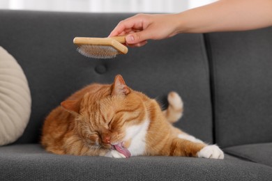 Photo of Woman brushing cute ginger cat's fur on couch indoors, closeup