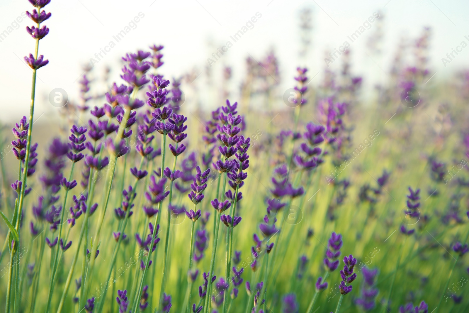 Photo of Beautiful blooming lavender growing in field, closeup. Space for text