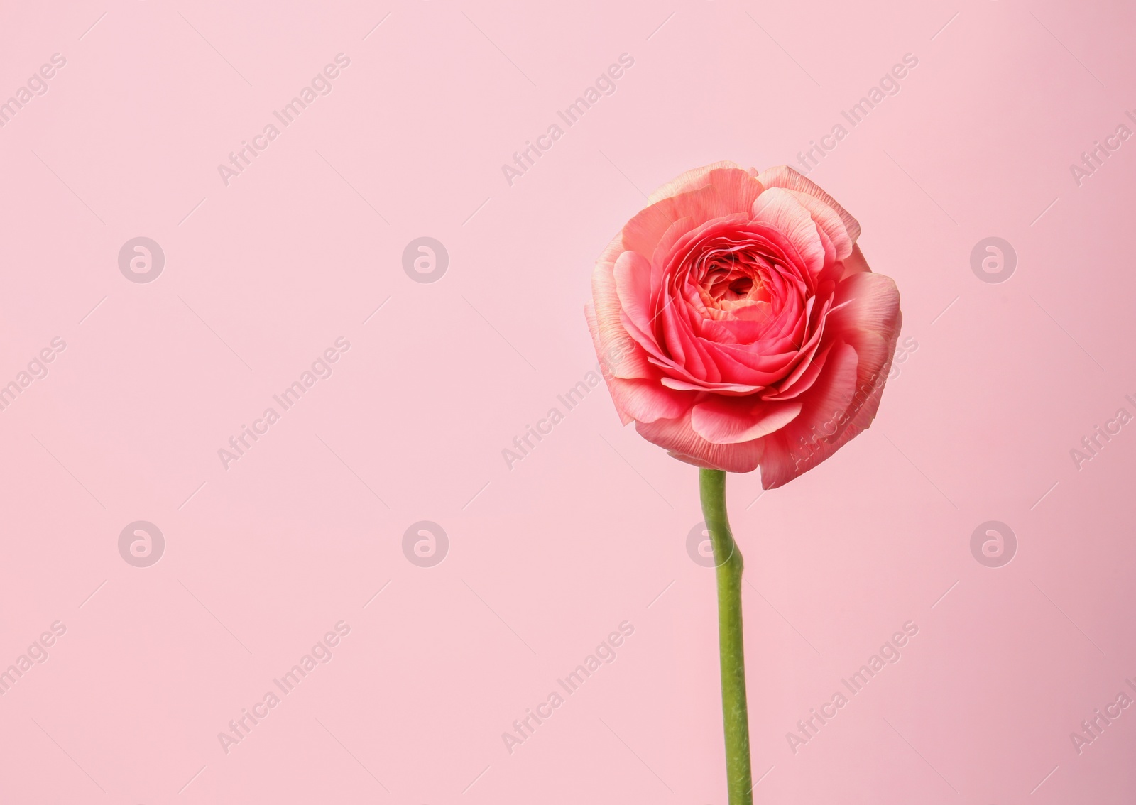 Photo of Beautiful ranunculus flower on color background