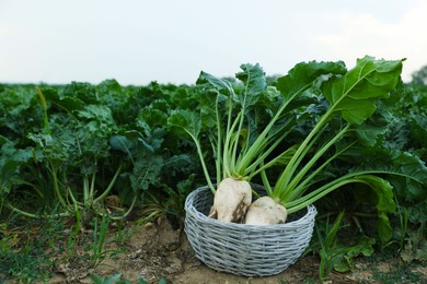 Photo of Wicker basket with fresh white beet plants in field, space for text