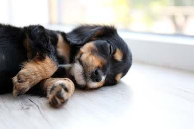 Photo of Cute English Cocker Spaniel puppy sleeping on floor indoors. Space for text