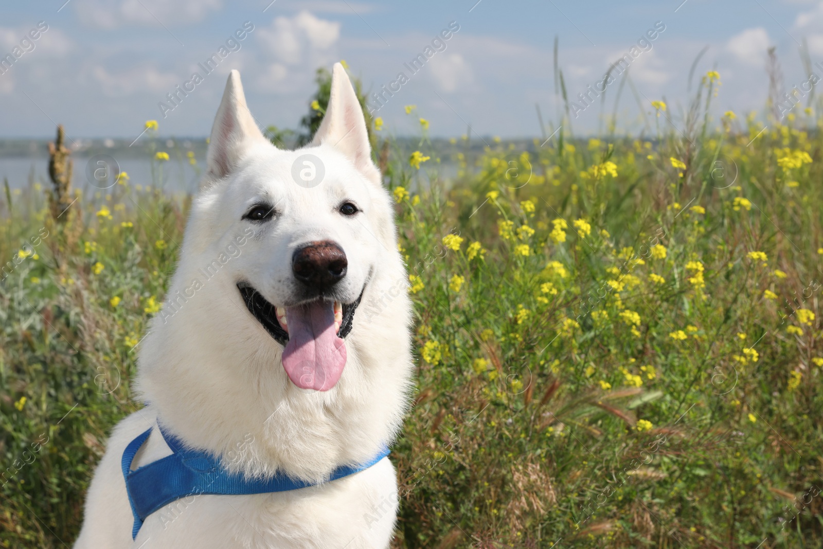 Photo of Cute white Swiss Shepherd dog in park. Space for text