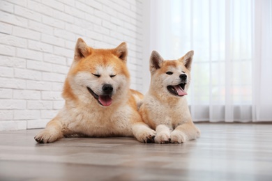 Photo of Adorable Akita Inu dog and puppy on floor indoors