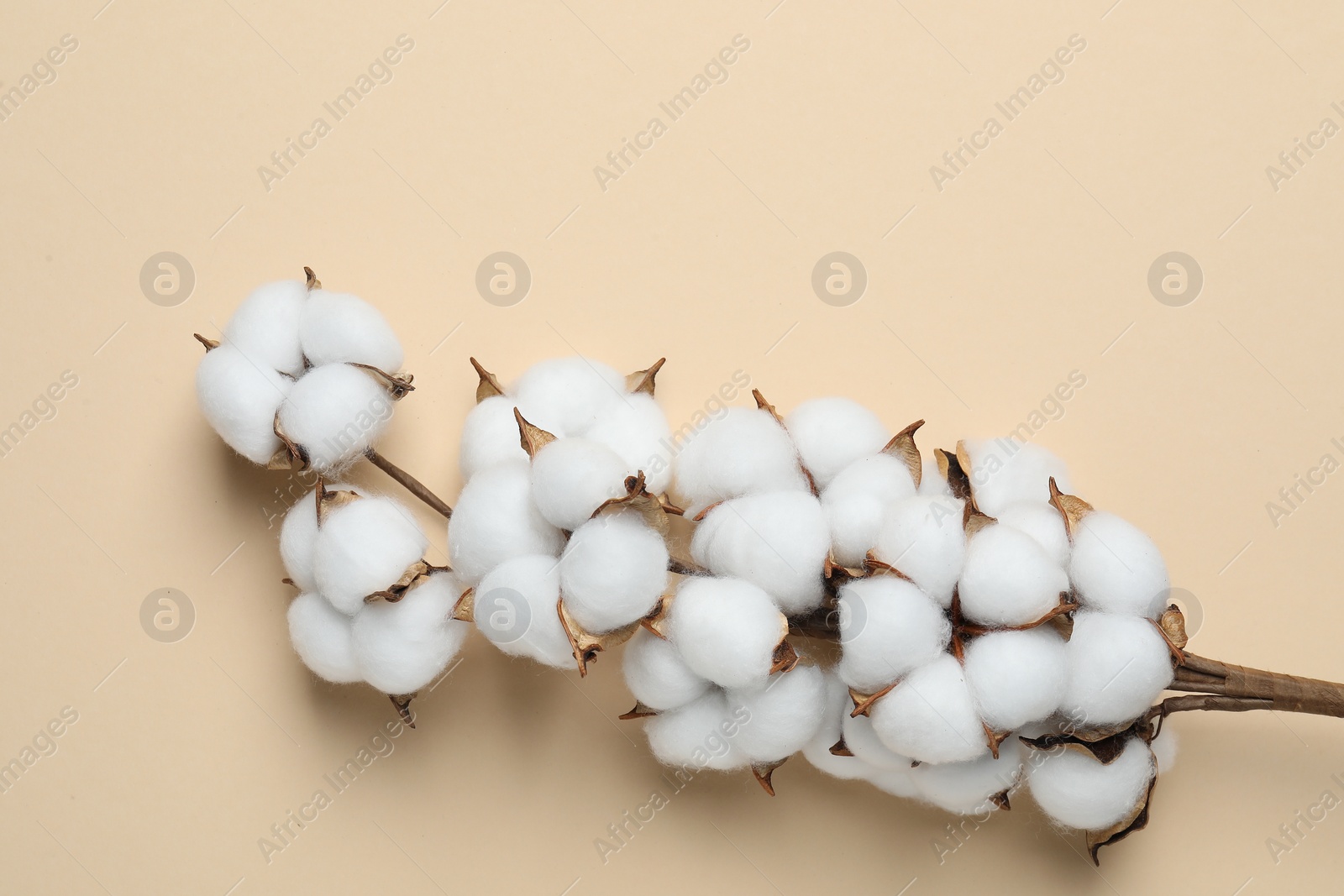 Photo of Beautiful cotton branch with fluffy flowers on beige background, top view. Space for text