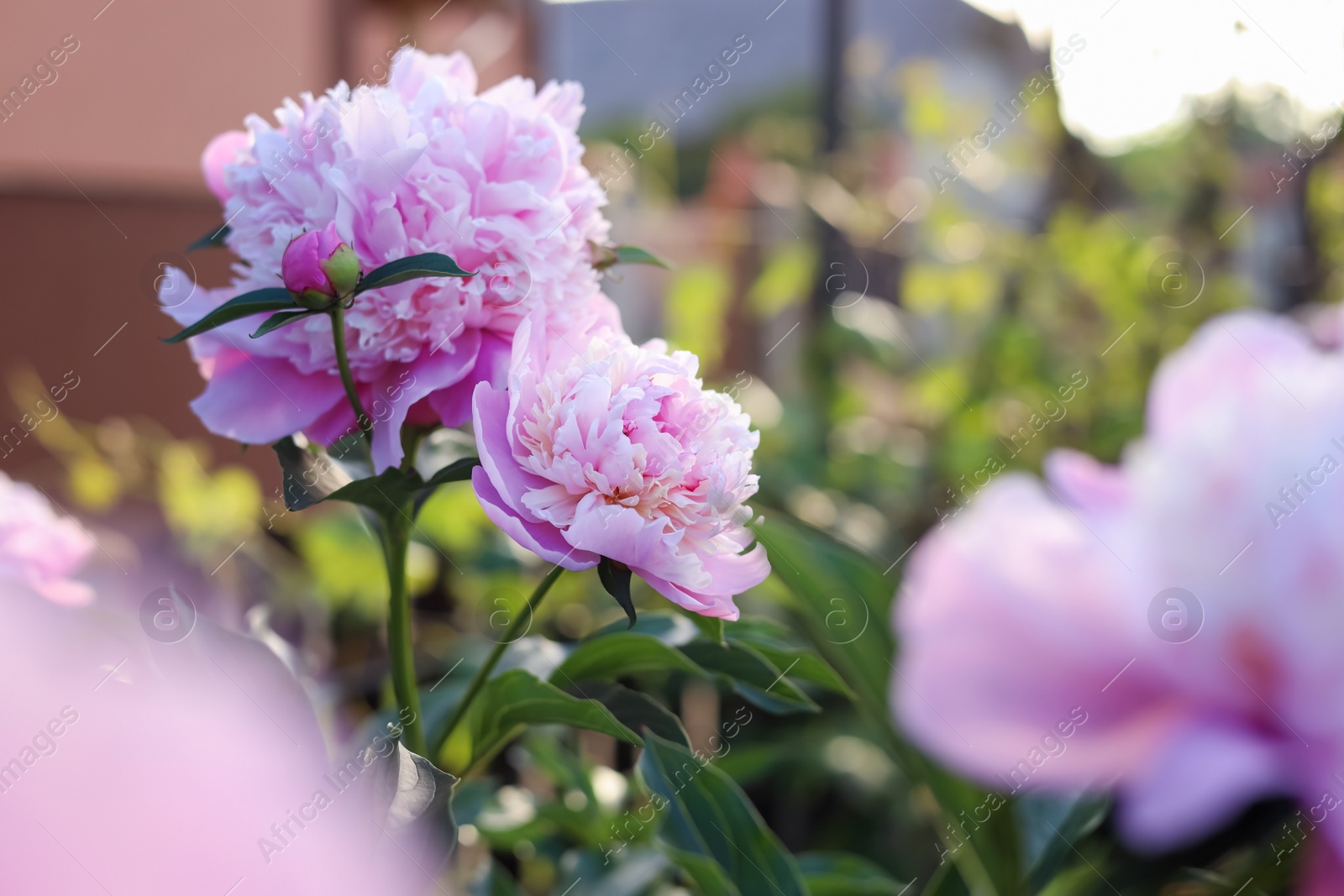 Photo of Blooming peony plant with beautiful pink flowers outdoors, closeup. Space for text