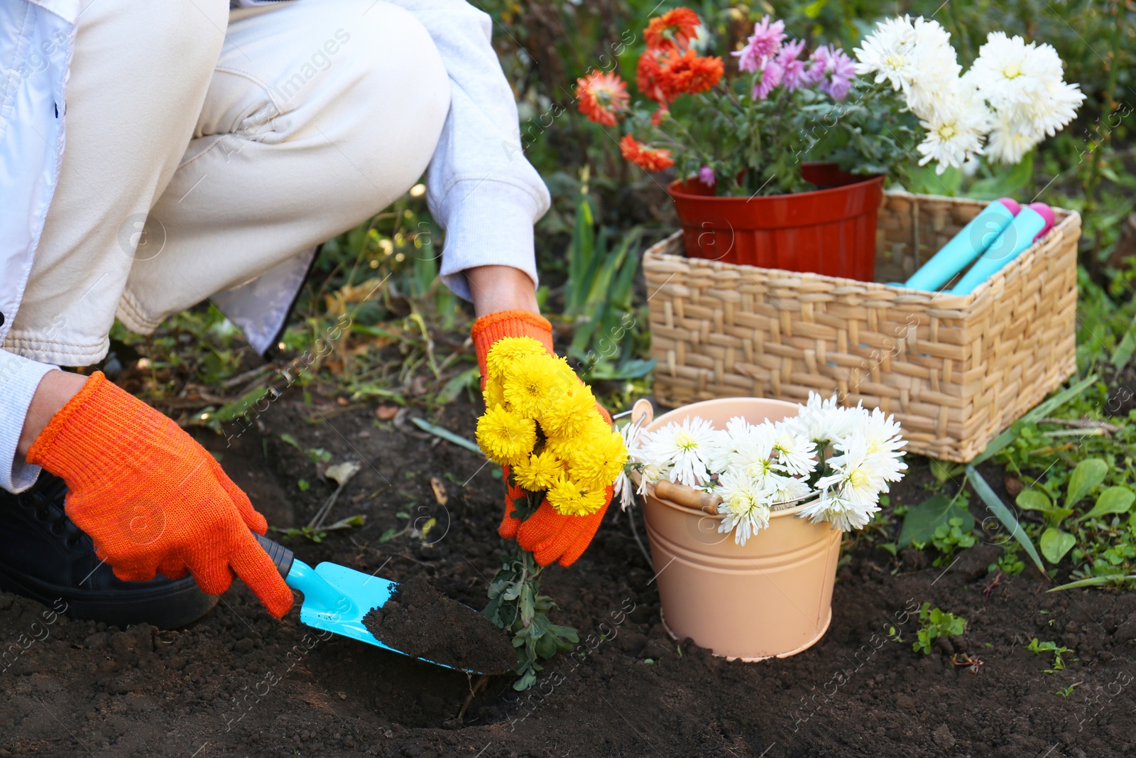 Photo of Woman transplanting yellow flowers into fresh soil in garden, closeup