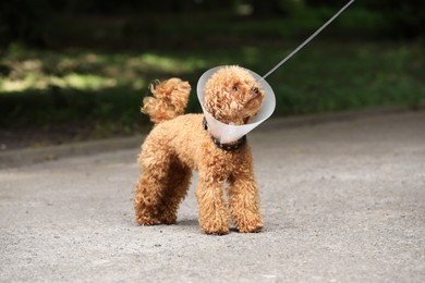 Photo of Cute Maltipoo dog with Elizabethan collar outdoors