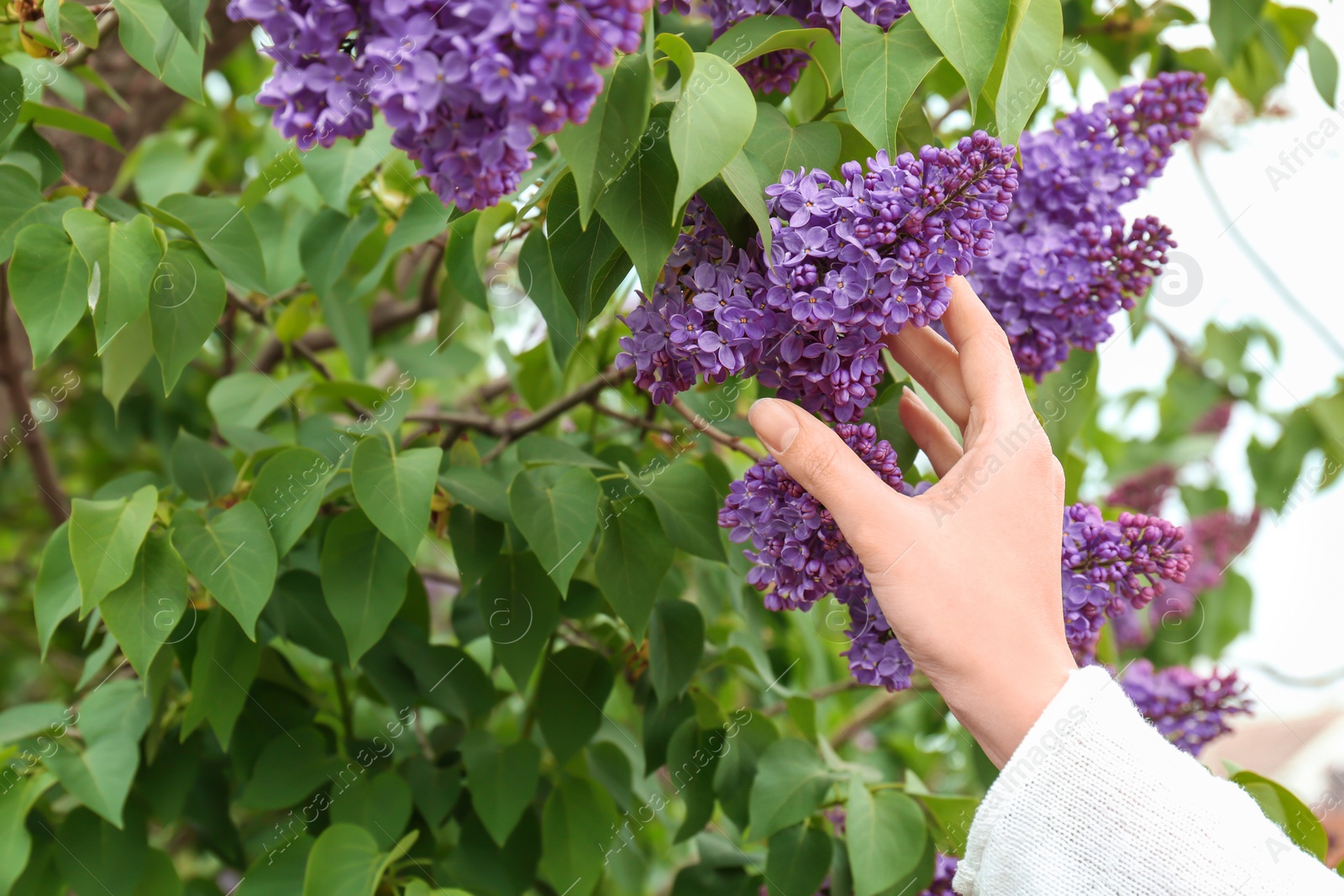 Photo of Young woman reaching for blossoming lilac outdoors on spring day