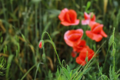 Photo of Bud of poppy seed flower in field, closeup