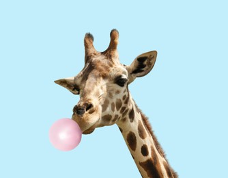 Beautiful African giraffe blowing bubble gum on light blue background