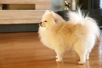 Cute fluffy Pomeranian dog at home, space for text. Lovely pet