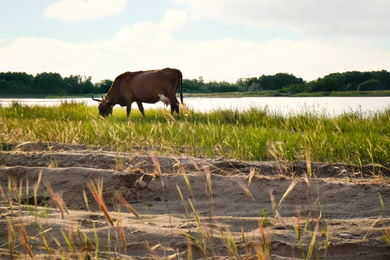 Photo of Cow grazing at green meadow near lake
