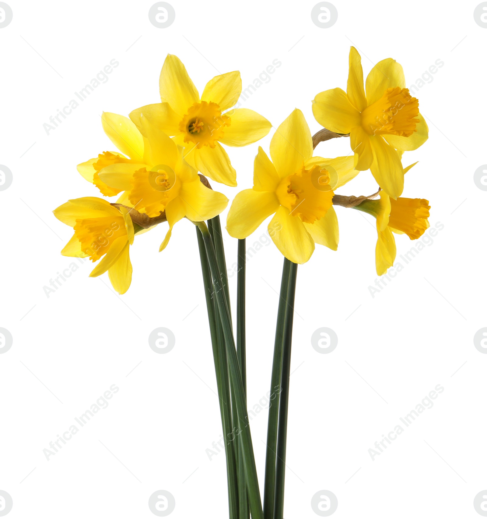 Photo of Beautiful blooming yellow daffodils on white background