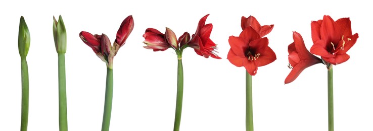 Beautiful red Amaryllis (Hippeastrum) flowers on white background, collage. Banner design