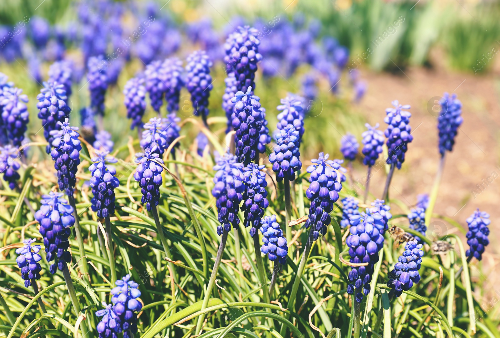 Photo of Beautiful blossoming muscari flowers on sunny spring day outdoors