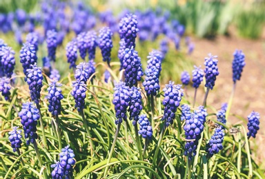 Beautiful blossoming muscari flowers on sunny spring day outdoors