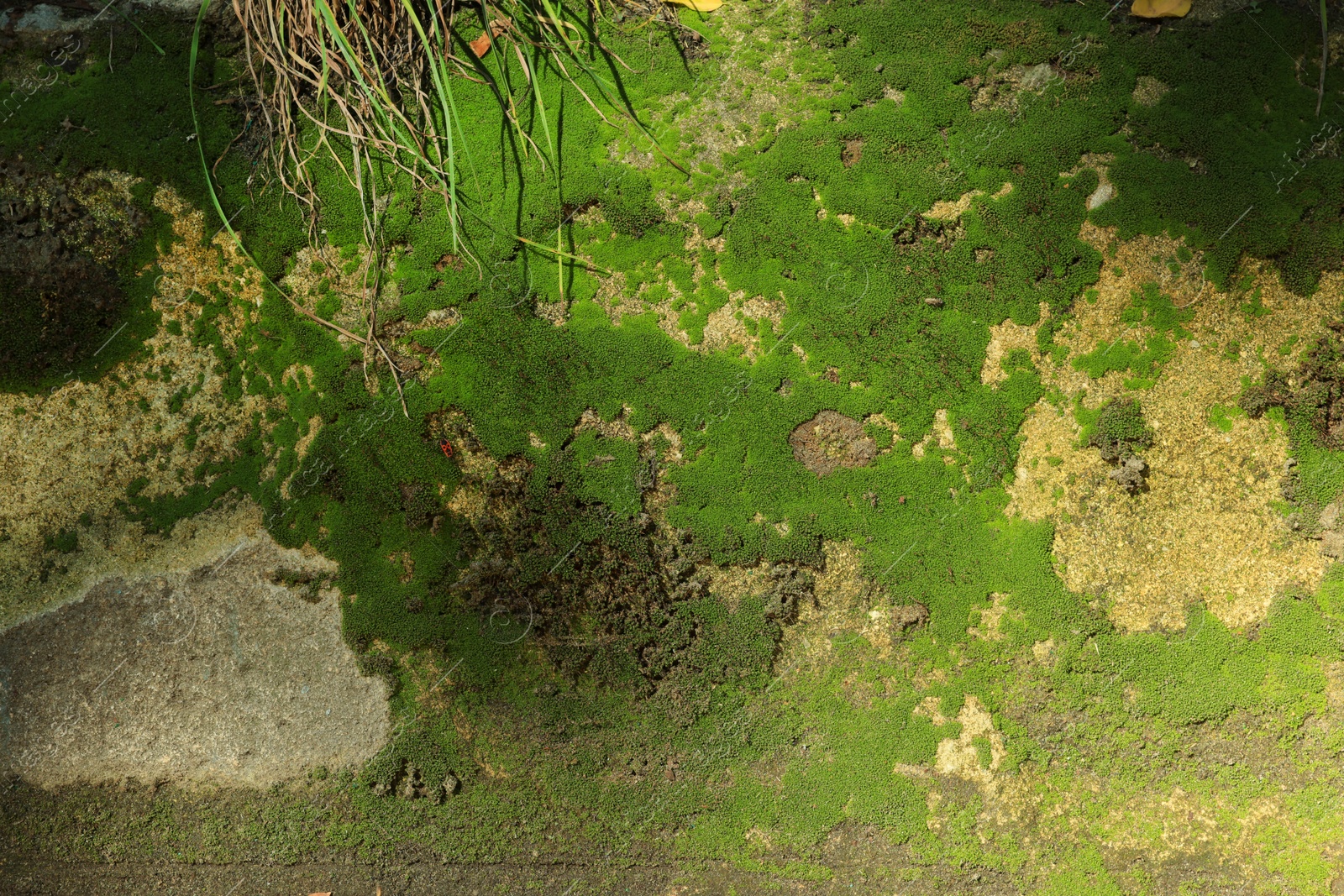 Photo of Textured wall with green moss as background, closeup