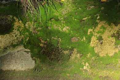 Photo of Textured wall with green moss as background, closeup