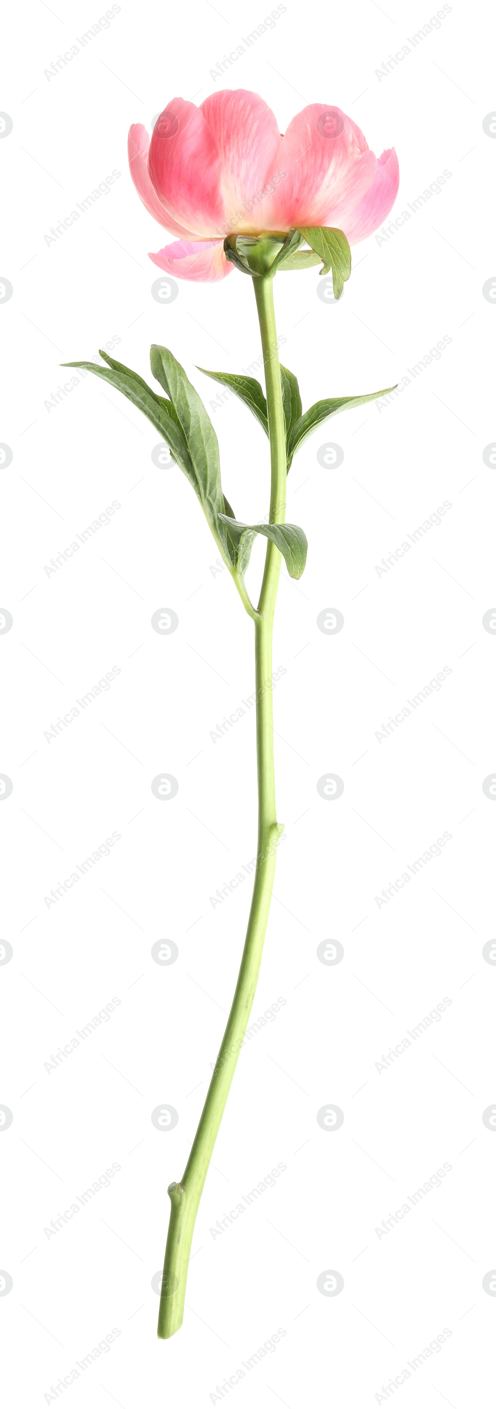 Photo of Beautiful pink peony bud isolated on white