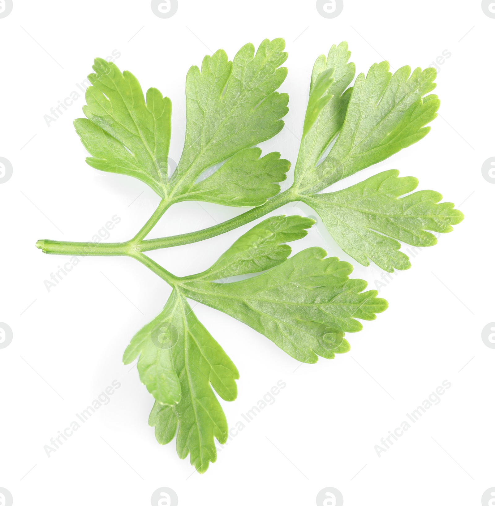 Sprig of fresh green parsley leaves isolated on white, top view Photo of Sprig of fresh green parsley leaves isolated on white, top view