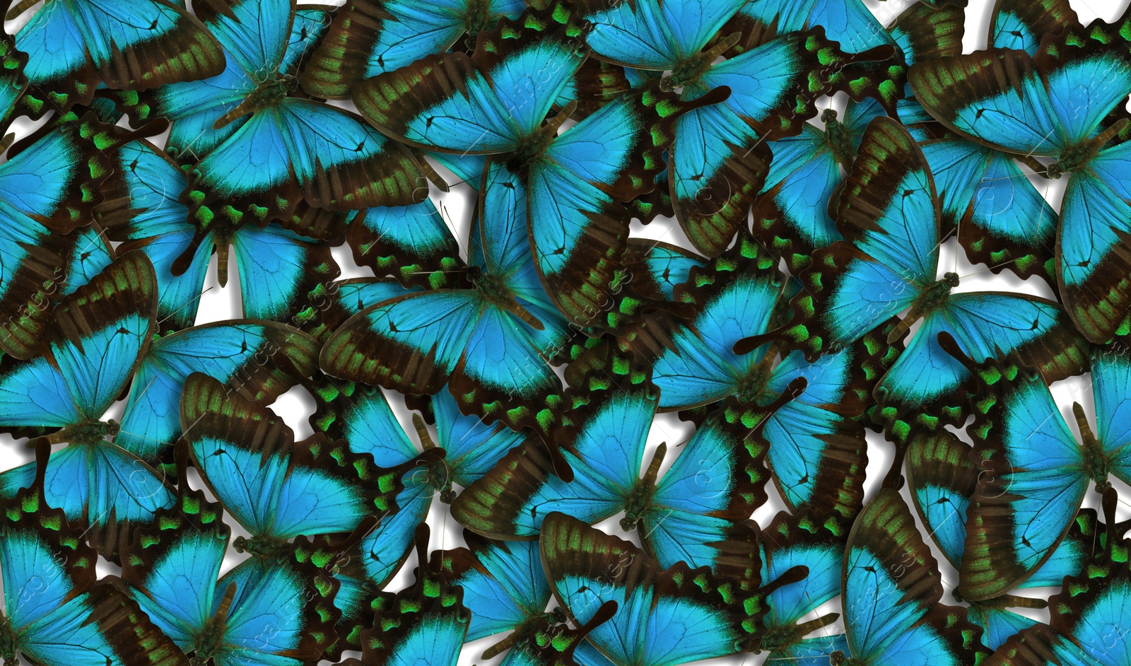 Image of Many bright butterflies as background. Beautiful insect