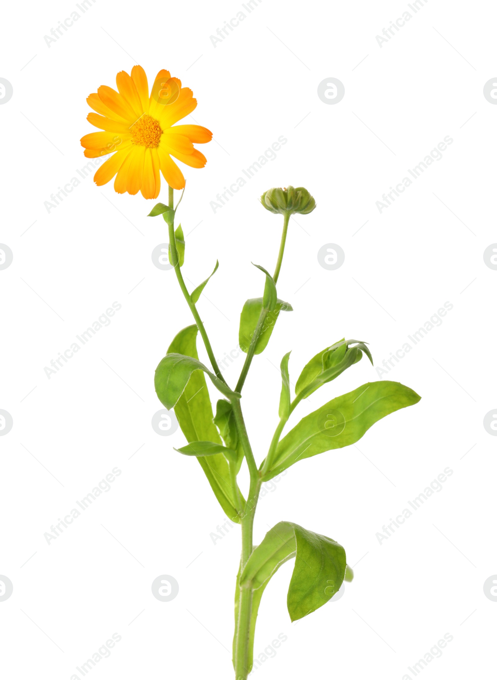 Photo of Fresh blooming calendula plant isolated on white