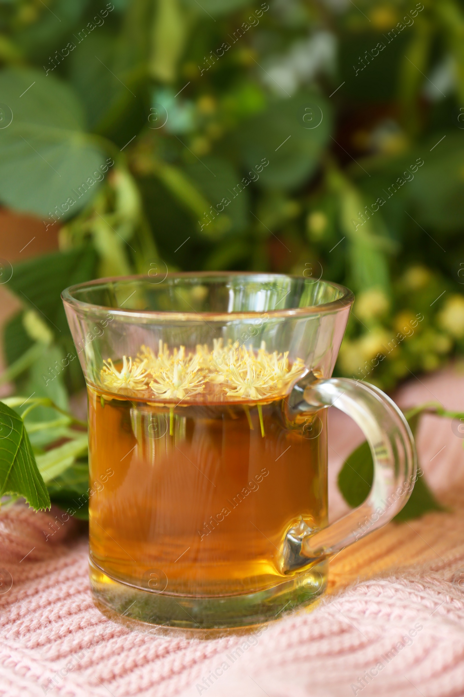Photo of Glass cup of aromatic tea with linden blossoms on pink cloth