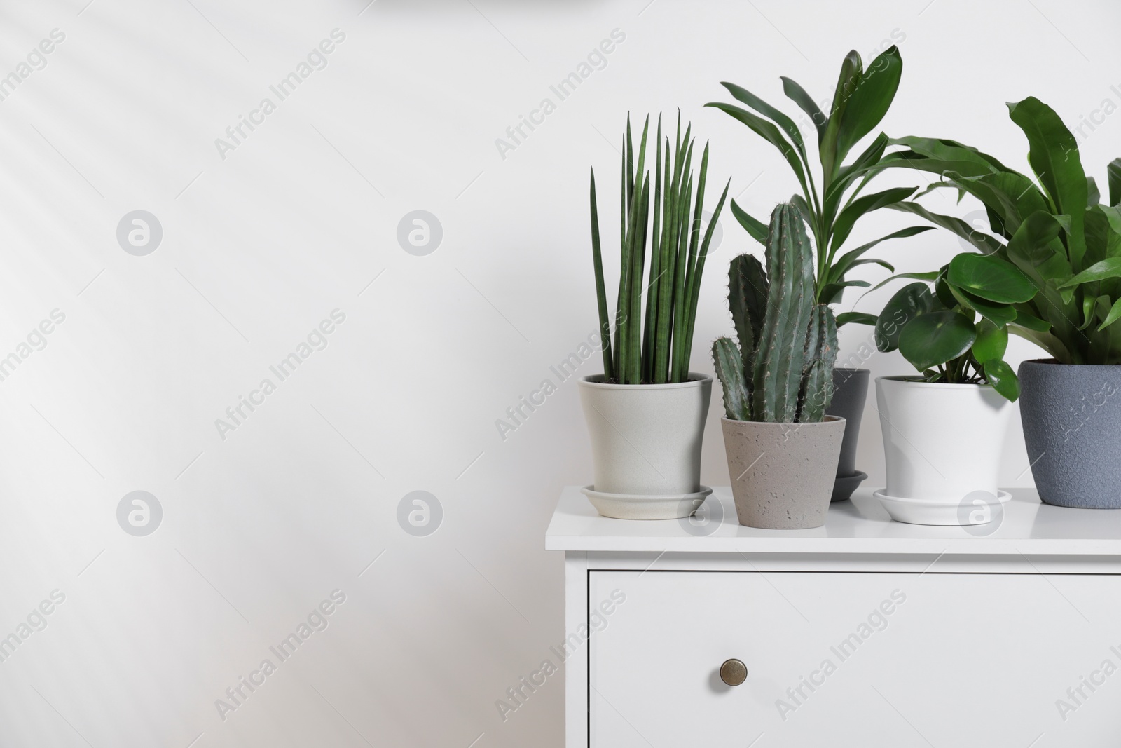 Photo of Green houseplants in pots on chest of drawers near white wall, space for text